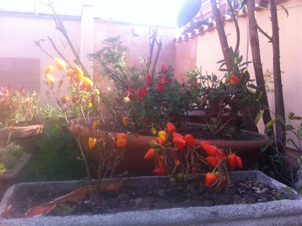 Bed&Breakfast Letterario Fiumicino Exteriör bild